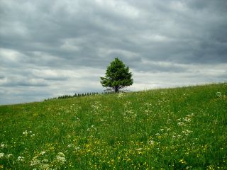lone tree in grass field with cloudy sky