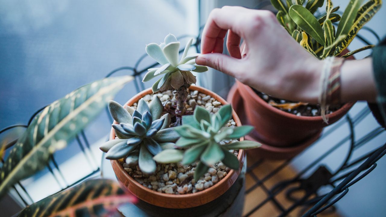 Potted succulent plants in an apartment