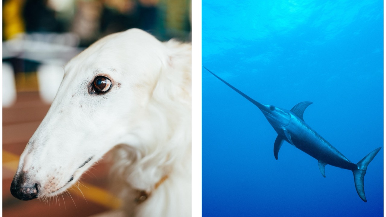 Side-by-side comparison of a borzoi and a swordfish, both known for their remarkably long, streamlined snouts and elegant profiles.
