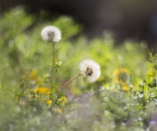 Dandelions