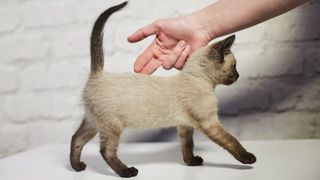 A kitten with its tail pointing straight up