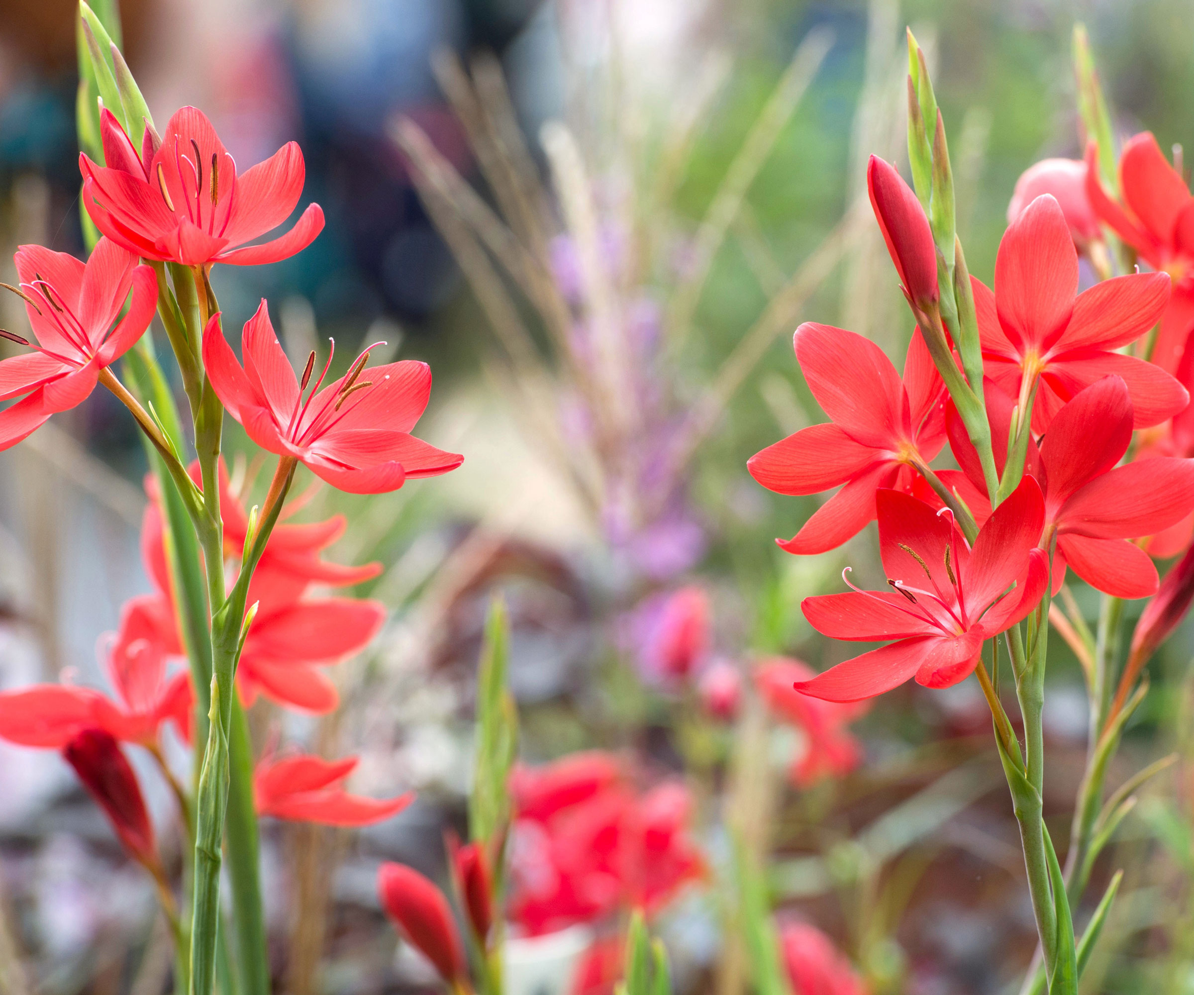 hesperantha plant with bright red flowers