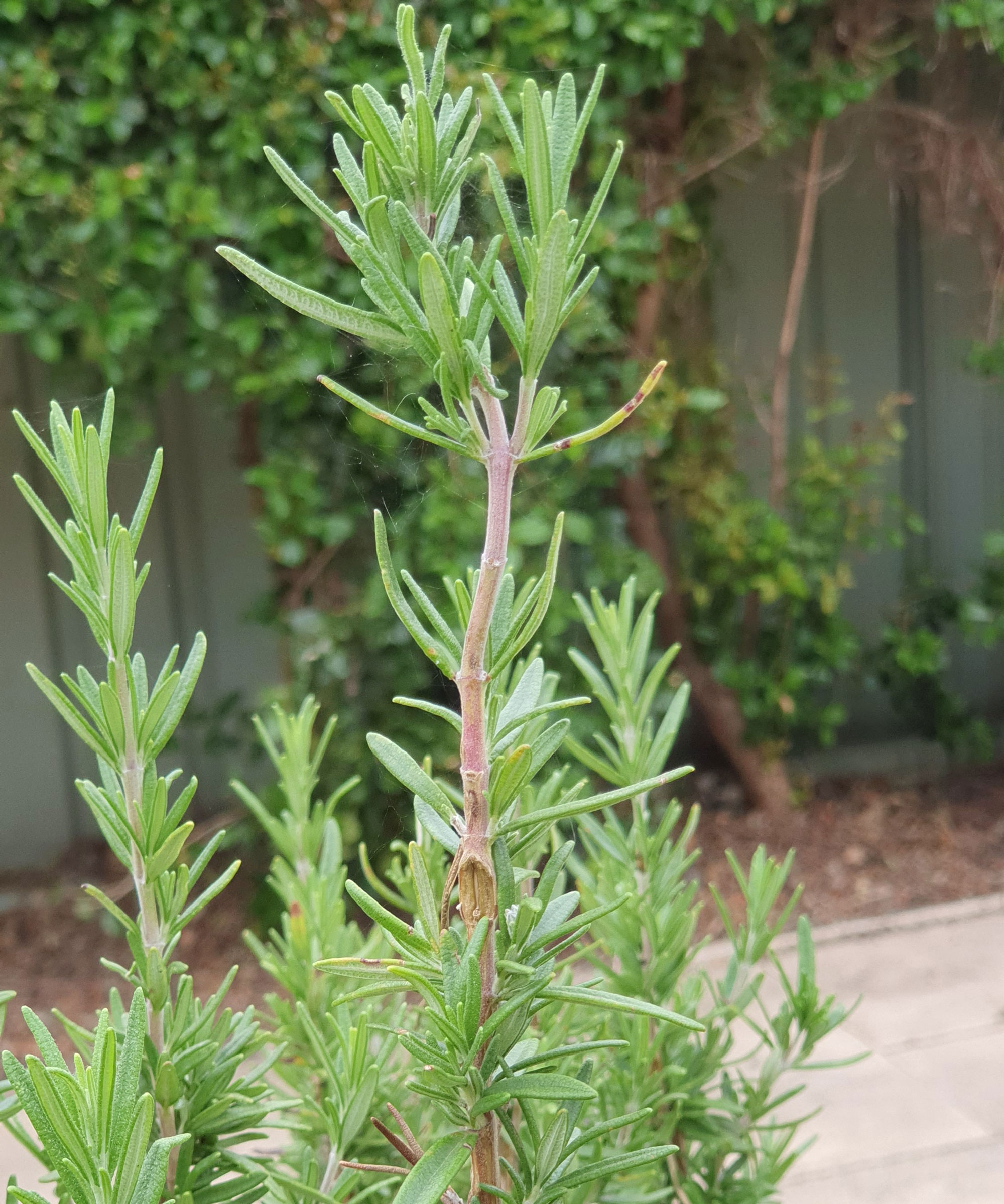 rosemary plant with woody stems in backyard