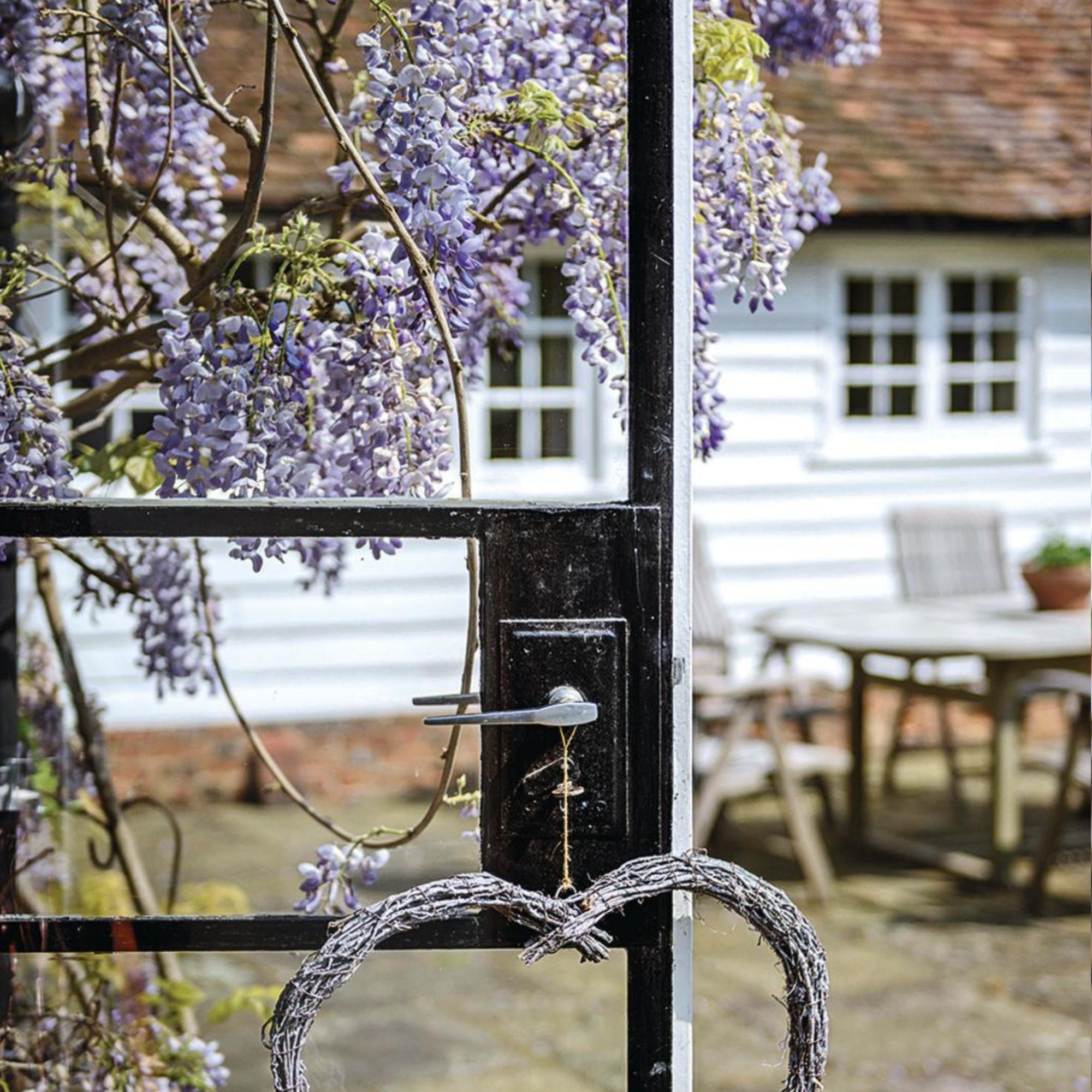 A Wisteria growing up and around an iron gate