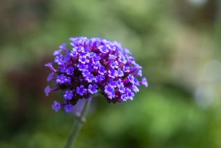 Close up Verbena Bonariensis flower head