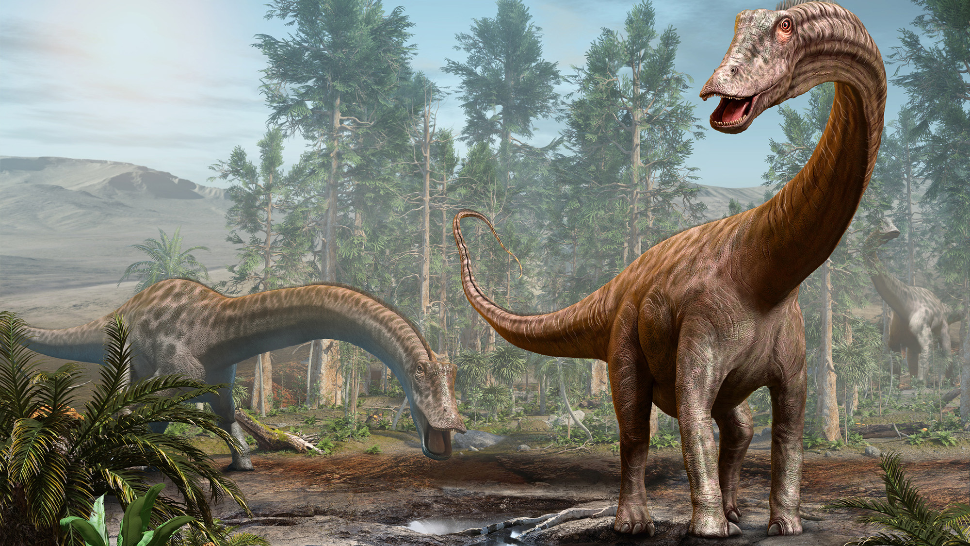An illustration of two long-necked dinosaurs in a forest.