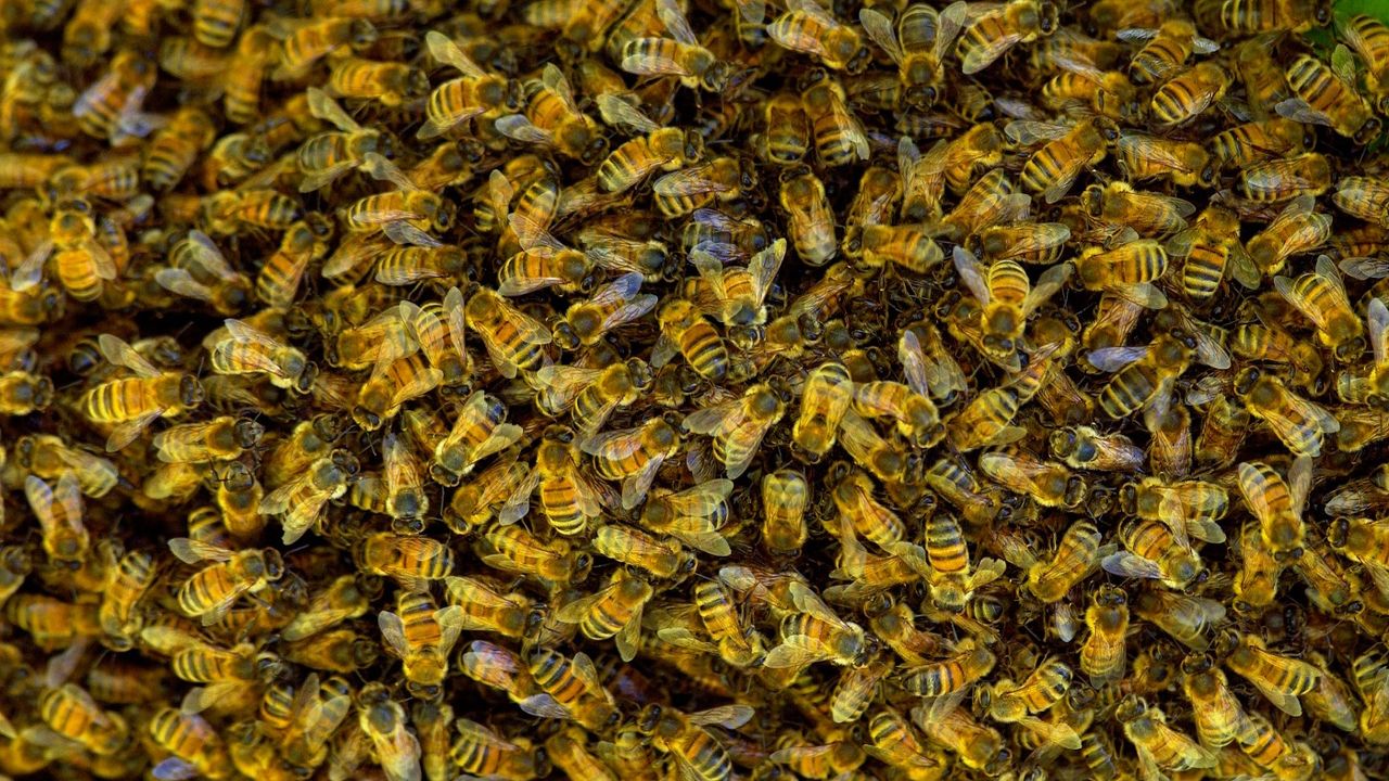 Bees