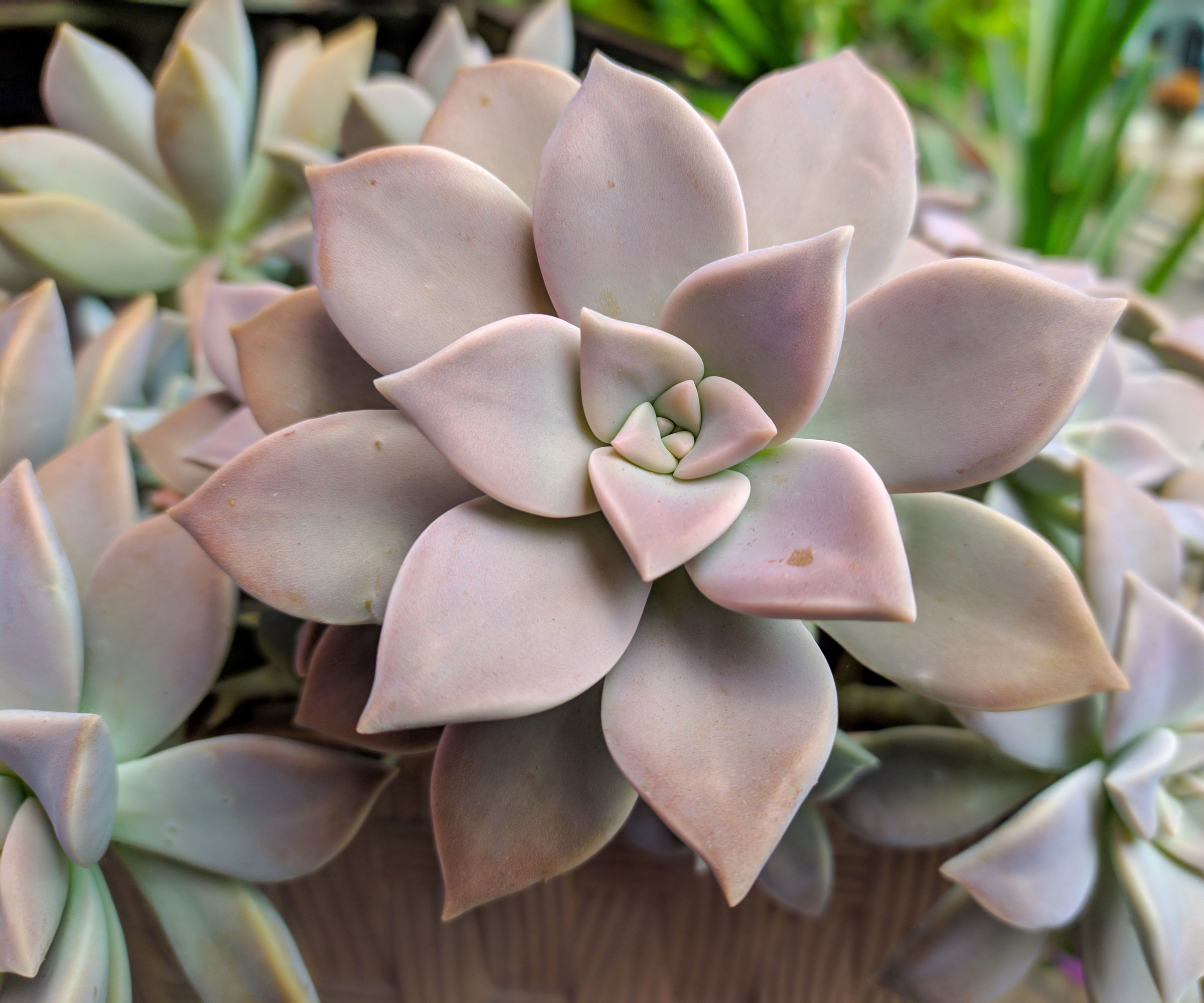ghost plant succulent growing in garden