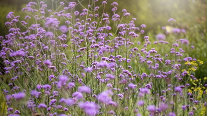 Purple verbena blooms in a garden border