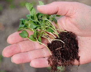 Gardener holds thinned kale seedlings in palm of hand