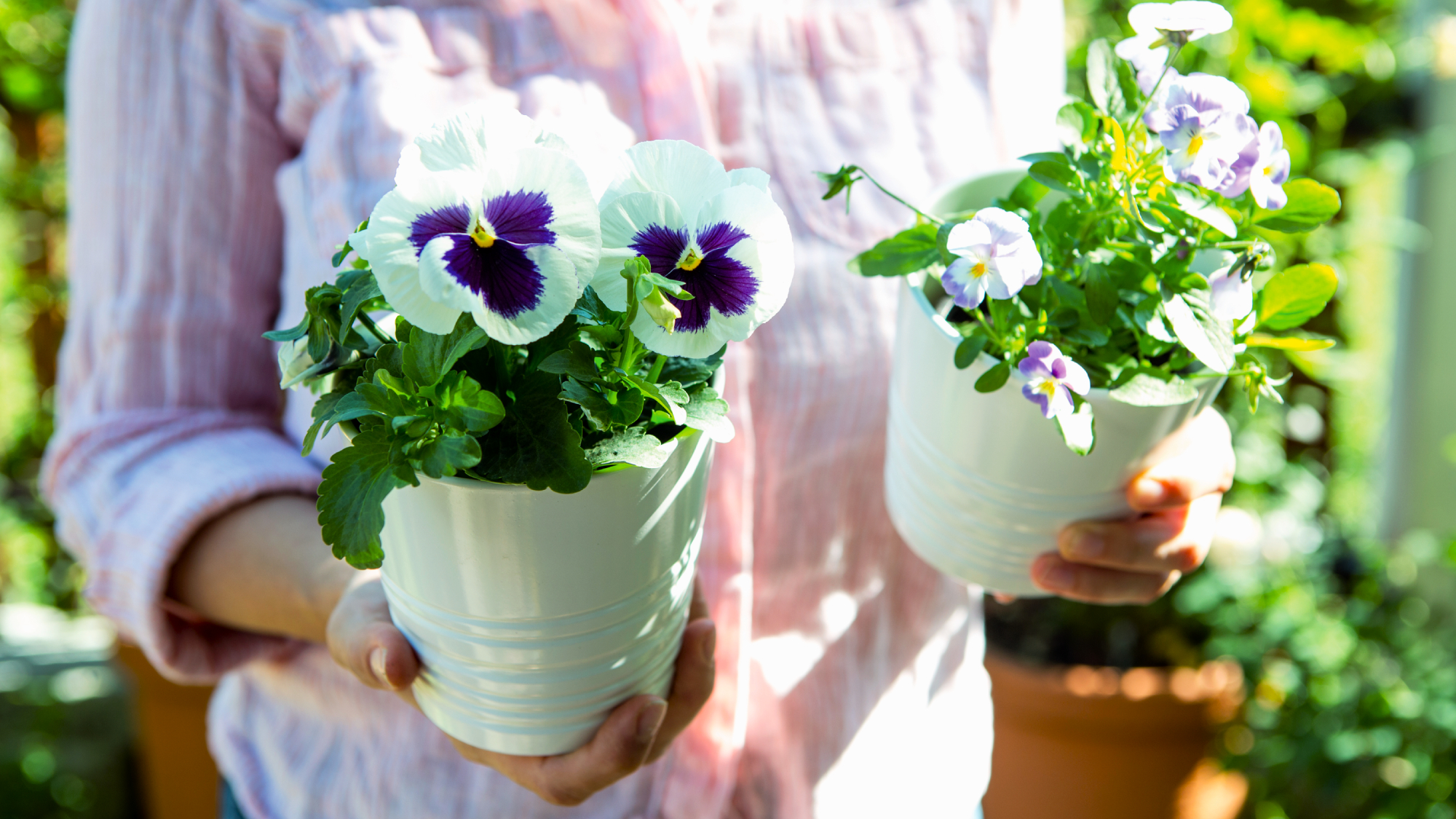 pansies in pots
