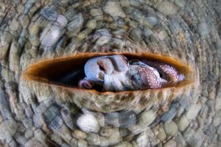 An octopus hiding in a large shell