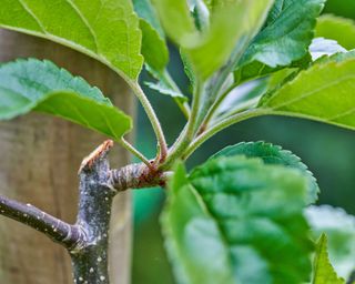 Espalier apple tree stem trained against a wooden pole and pruned to a side shoot fruiting spur. Close-up view of fresh apple tree leaves in Spring.