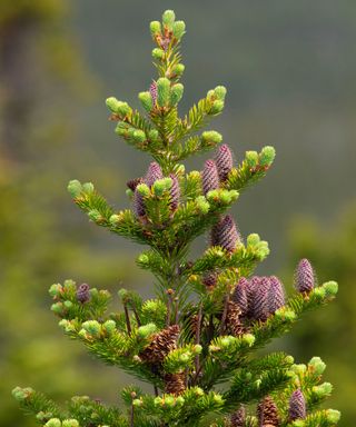 Balsam fir on Ochre Hill, Terra Nova National Park,