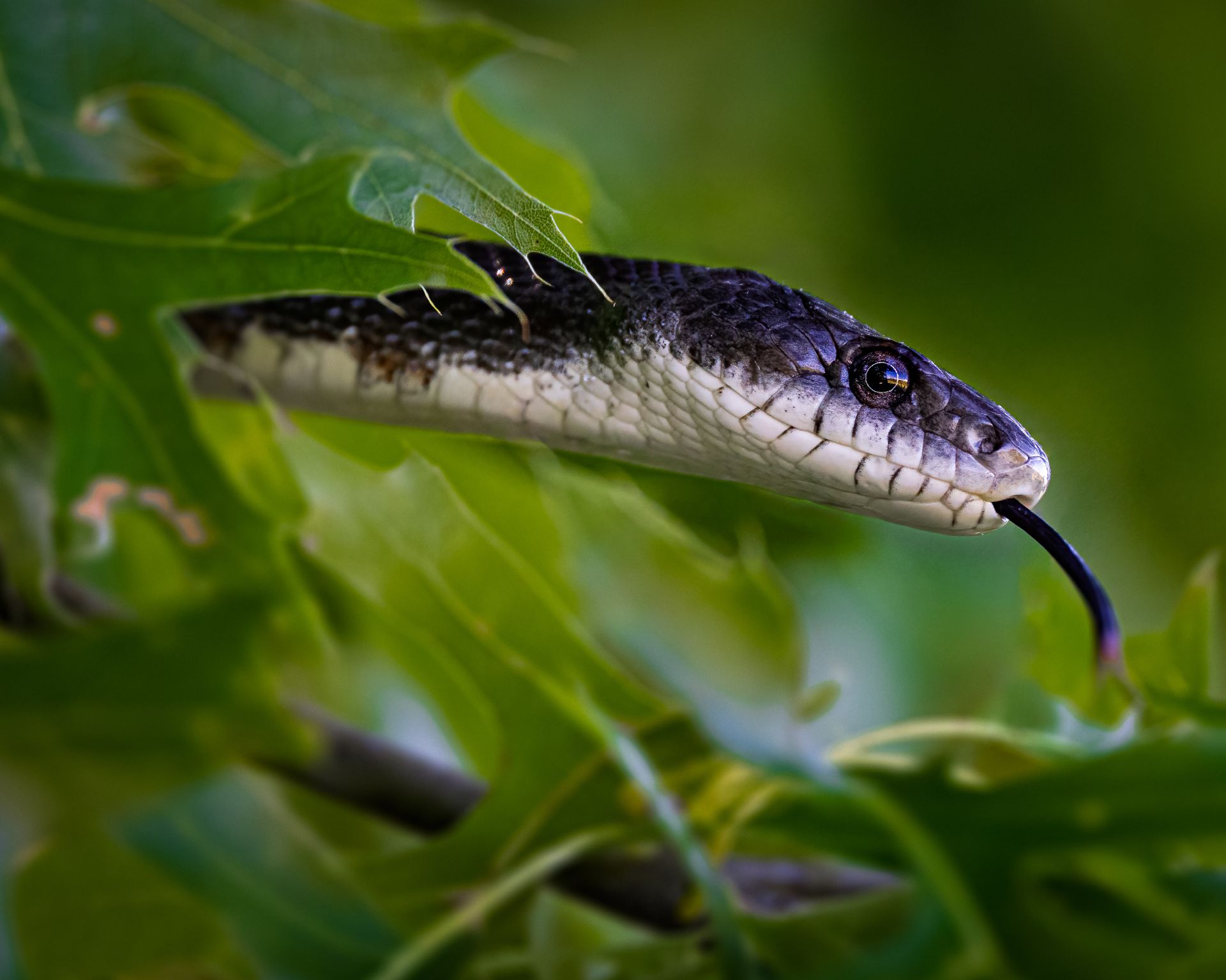 Black snake in a tree