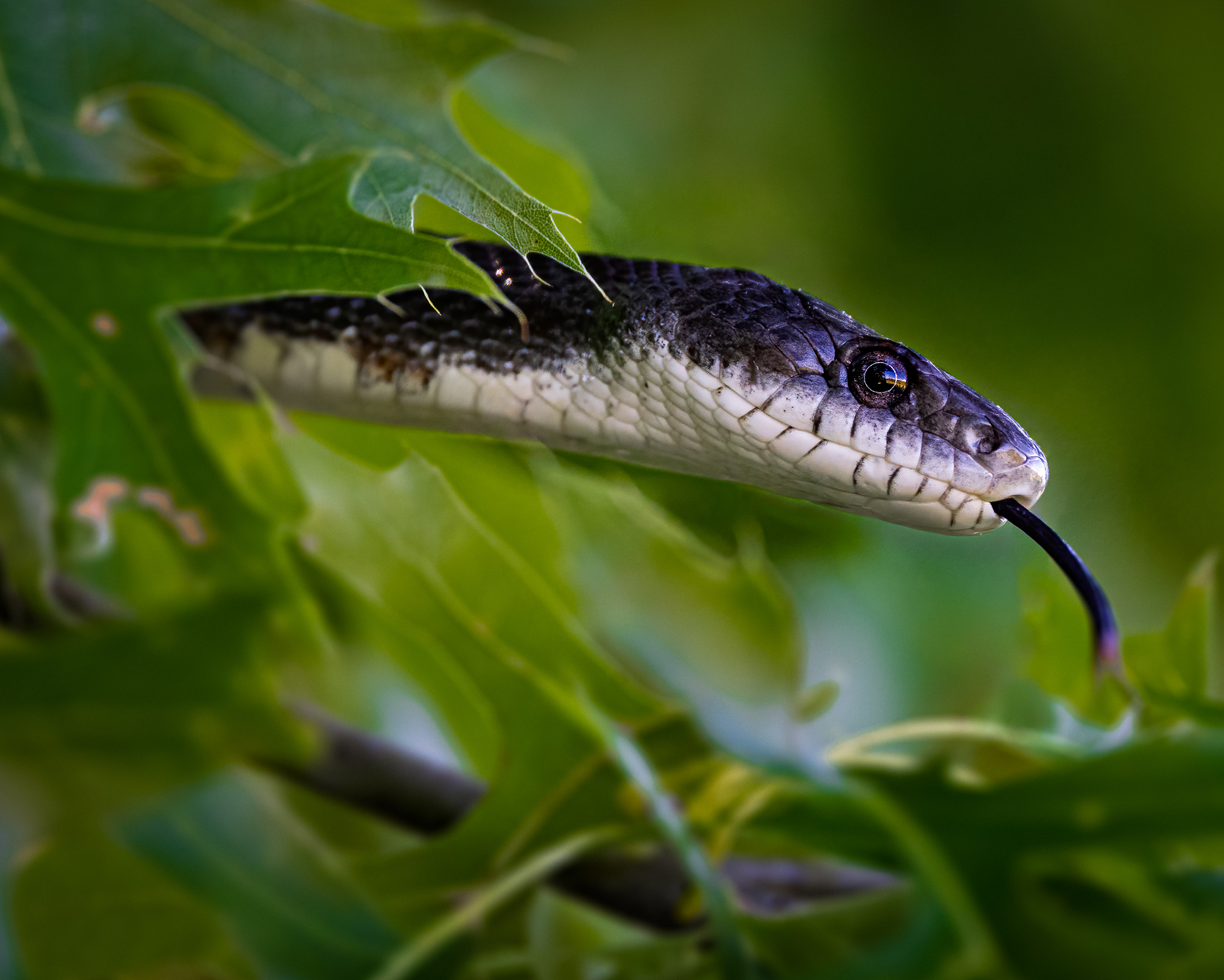 Black snake in a tree