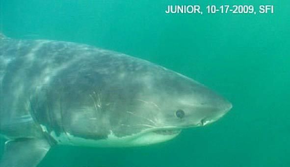 junior-shark-healthy-110415-02