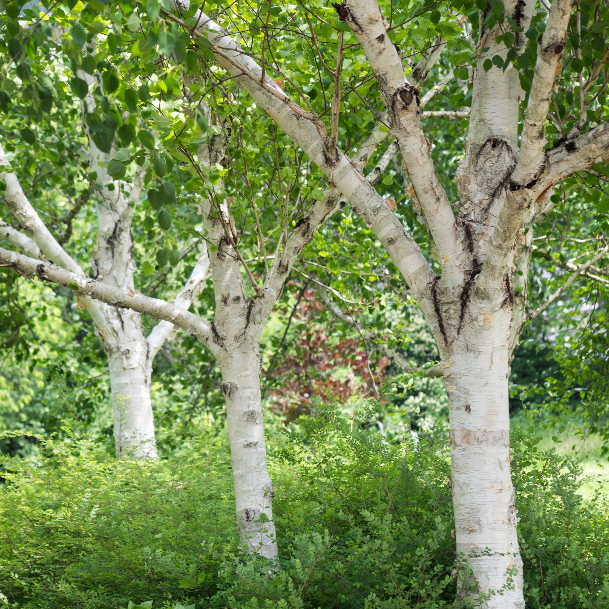 silver birch multi-stem tree