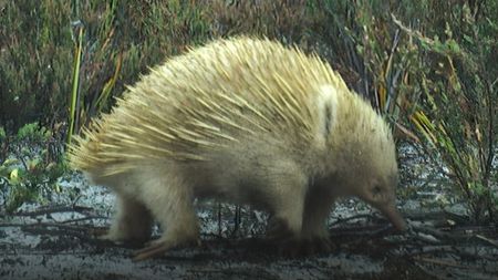 A blonde echidna among tall grass.