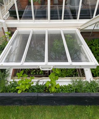 cold frame with surrounding herbs