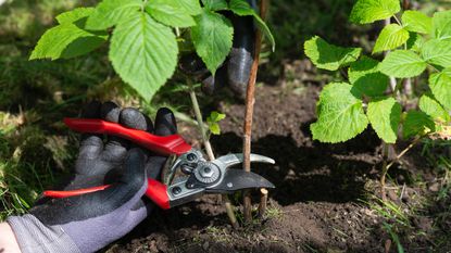 person pruning raspberries using a pair of secateurs