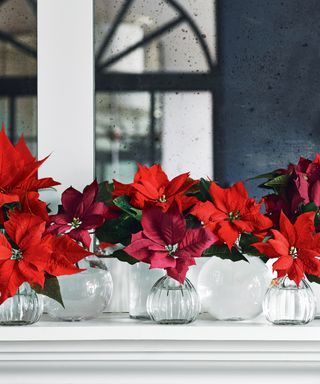 How to look after a poinsettia Polly Wreford