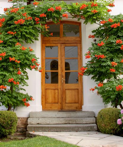 10 climbing plants for the front of your house | Livingetc