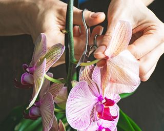 Pruning an orchid - starting with cutting off spent flowers