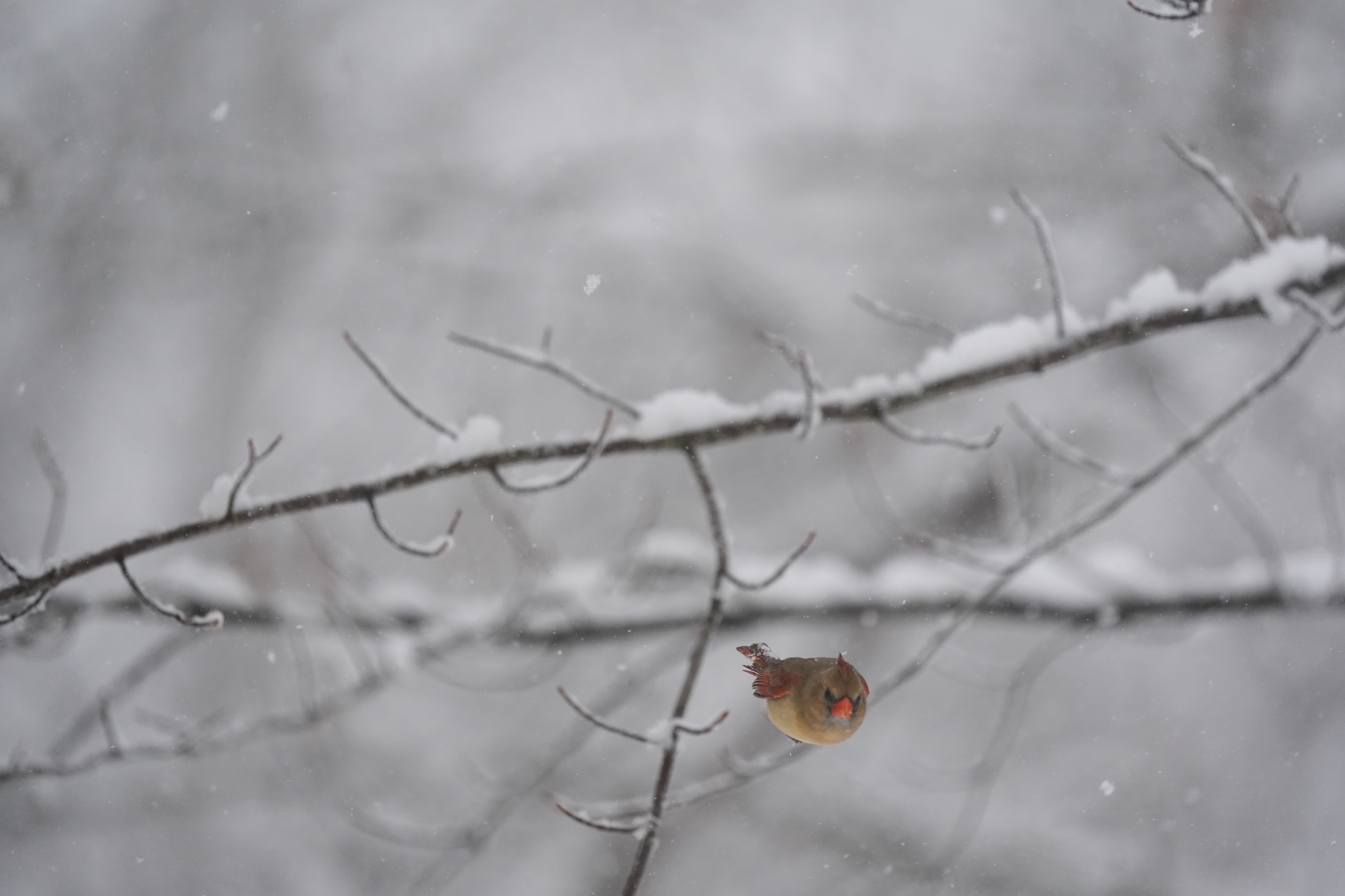 A bird photo taken with the Sony A7 V and FE 200-600mm f/25.6-6.3 G OSS