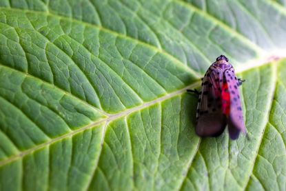 Spotted lanternfly on leaf.