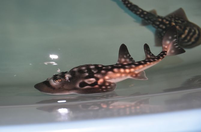 shark ray pup, Sweet Pea, captive birth