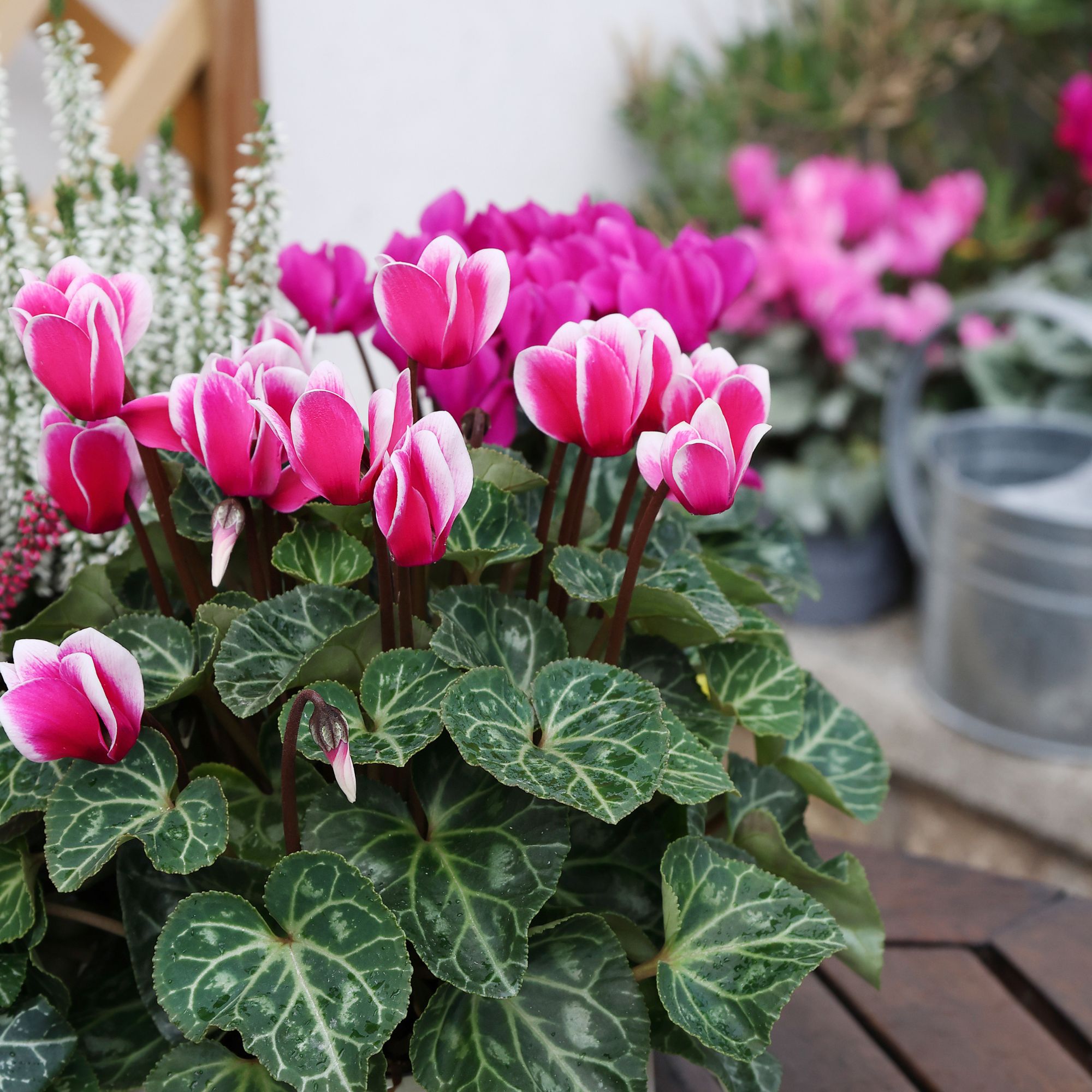 autumn planter with cyclamen