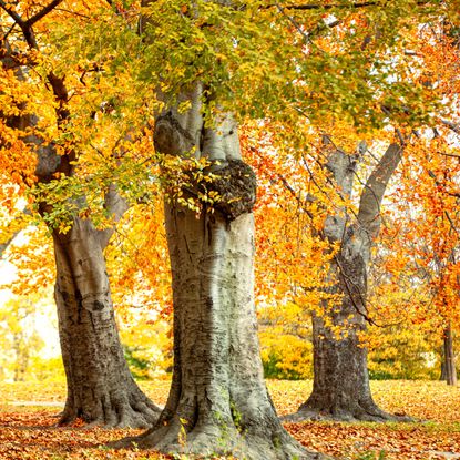 tall trees with silver trunks and orange and yellow fall color