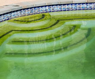swimming pool steps with green algae