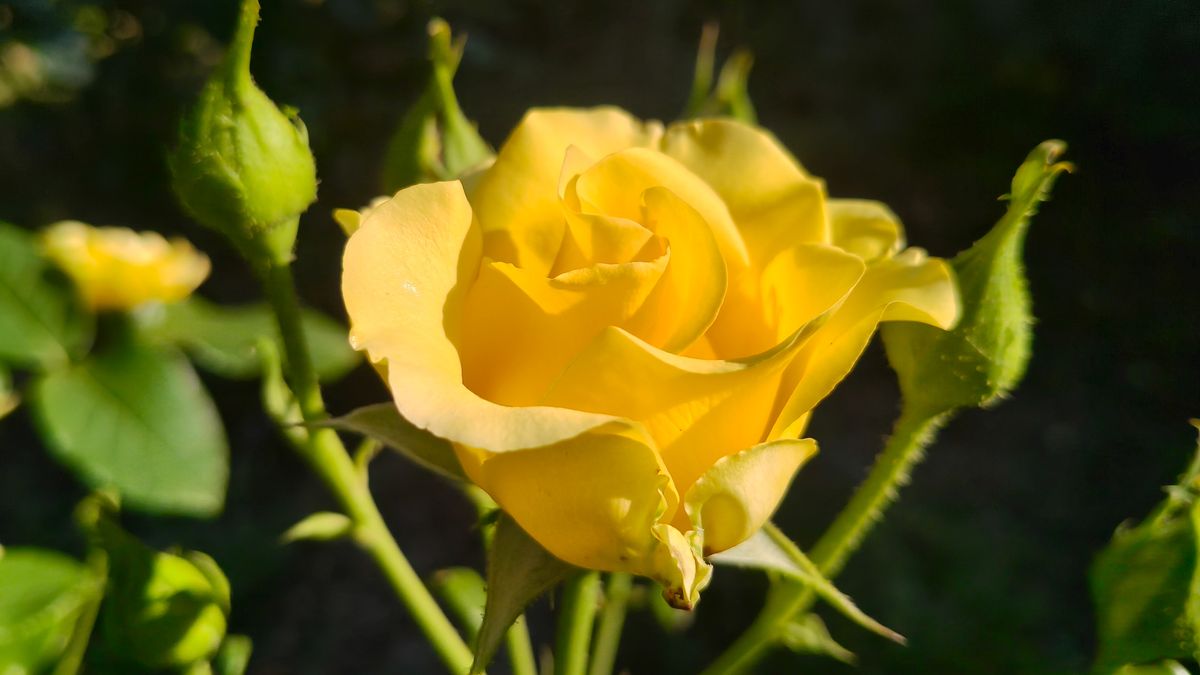 A single yellow rose.