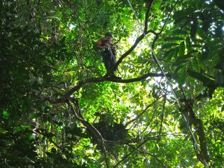 A researcher up in the trees by an orangutan nest.
