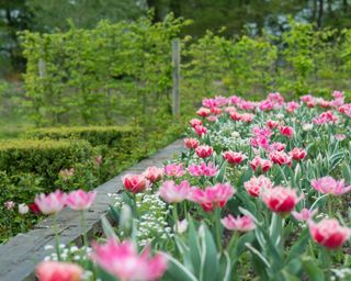 pink tulips in border