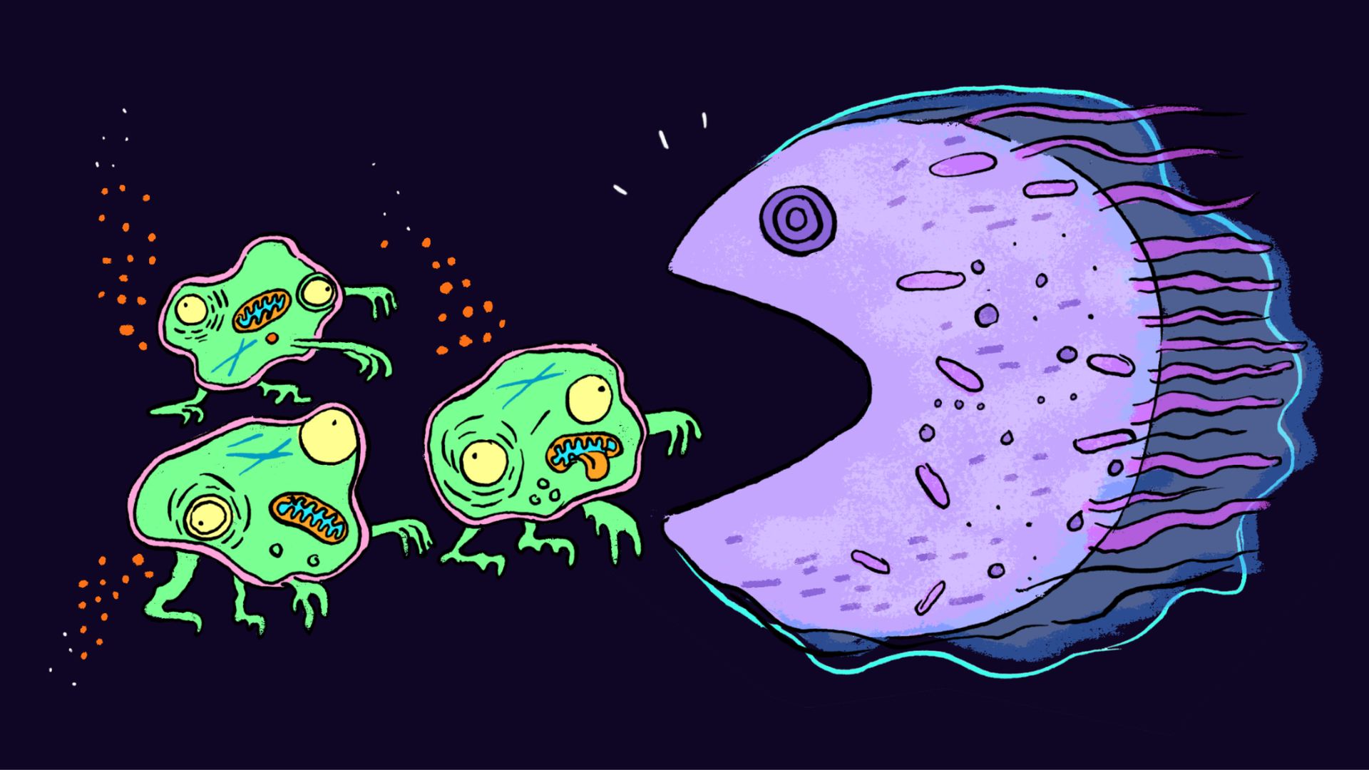 Zombified cells may drive aging, and scientists are devising new ways to get rid of them