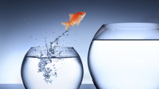 Goldfish leaps from small round glass bowl into larger round glass bowl