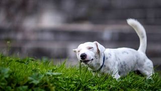 Jack Russell eating grass