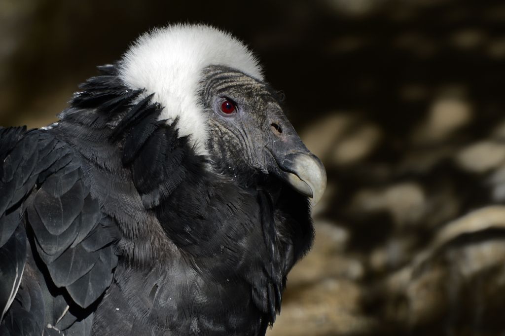 Andean condor