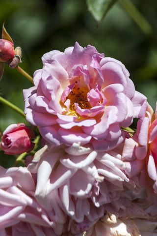 rose Felicia in best cottage garden plants