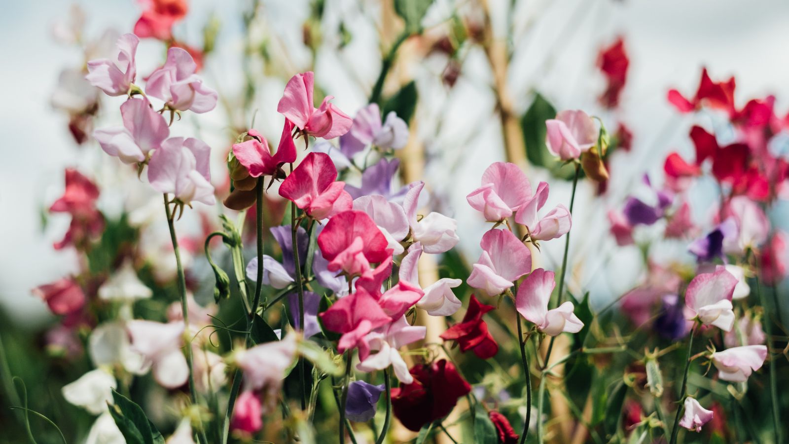 Pink, purple and white sweet peas 