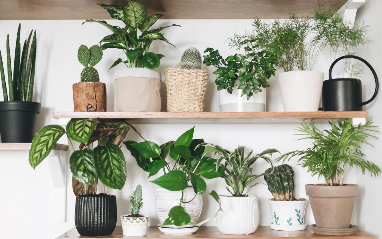 selection of indoor plants on shelves