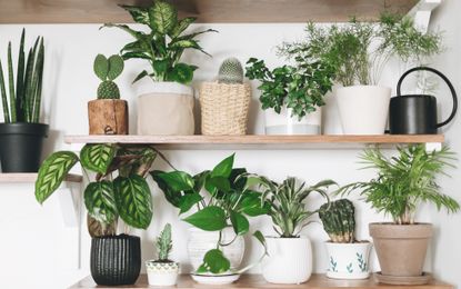 selection of indoor plants on shelves