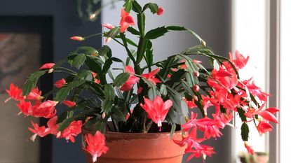 How often to water a Christmas cactus Small flower buds on a potted Christmas cactus (Schlumbergera) 