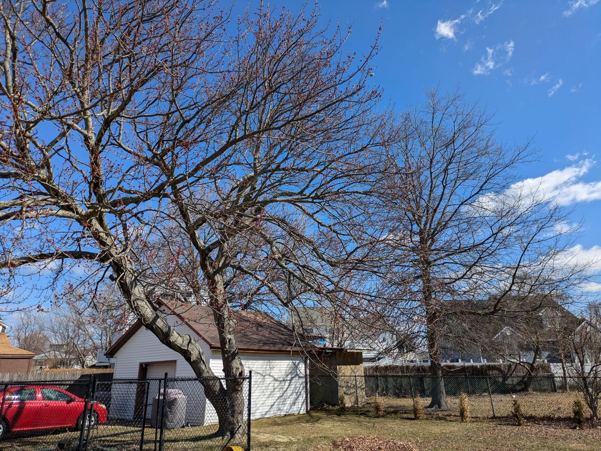 Google Pixel 8a daytime sample.