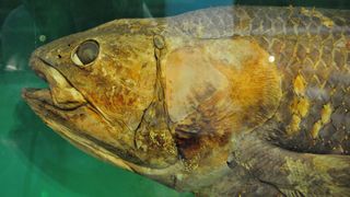 Head of a preserved Coelacanth specimen.