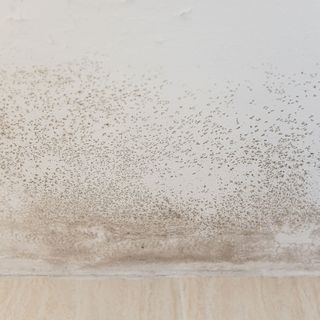 Mould on ceiling