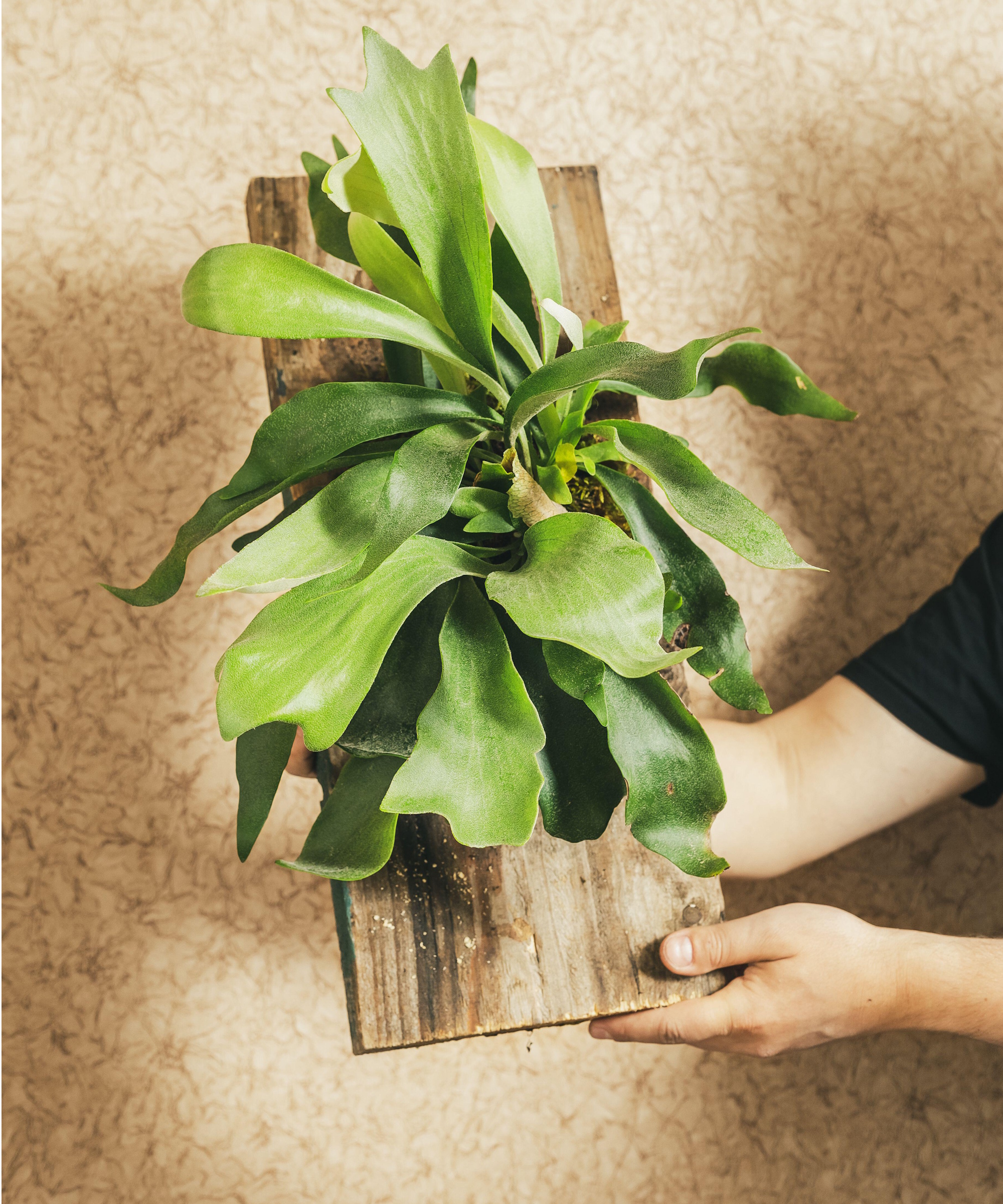 Mounted staghorn fern
